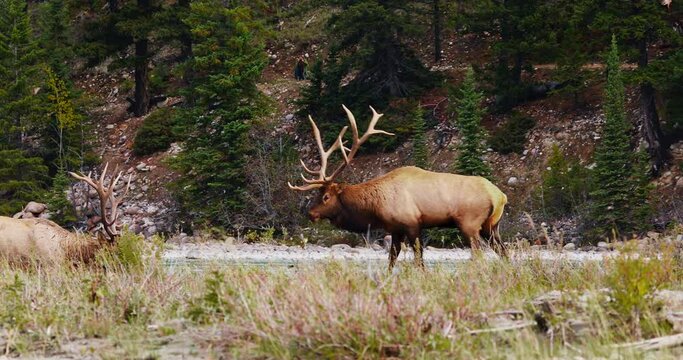 Two large bull elk in rut graze with females by river bank. Distant photographer shoots pictures.