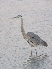 great blue heron