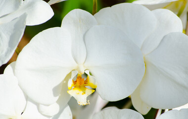 Beautiful Phalaenopsis white moth orchid flower at a botanical garden.