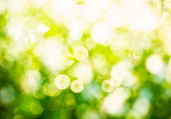 Bokeh of blurred view of grasses in the field,  countryside Chiangmai province  Thailand