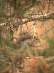 squirrel in the forest