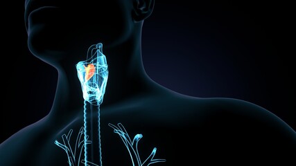 3d illustration of human body larynx anatomy.
 