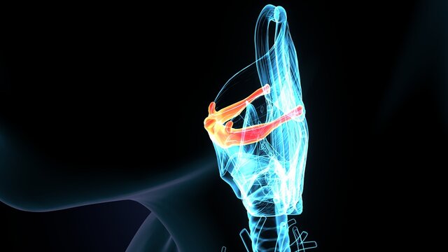 3d illustration of the larynx anatomy - thyrohyoid membrane.

