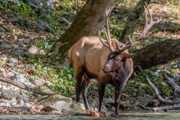 bull elk in park national park