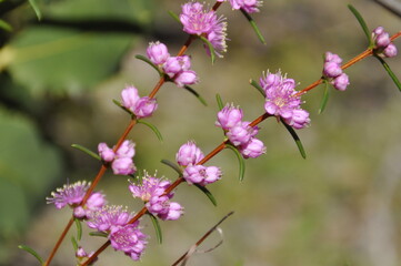 Pretty pink wildflowers of Western Australia