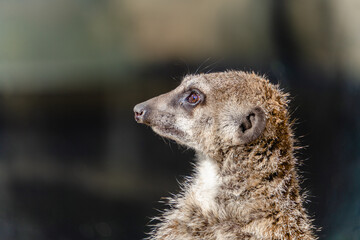 ミーアキャット