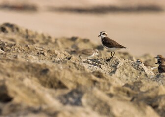 Lesser sand plover standing on rock. Charadrius mongolus. The lesser sand plover is a small wader in the plover family of birds.