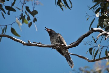 Little Wattlebird (Anthochaera chrysoptera) calling from Pink Gum branch, South Australia
