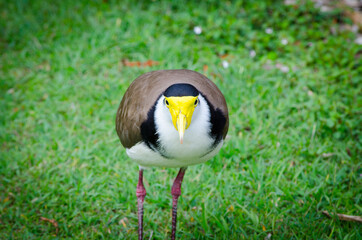 Masked Lapwing bird walking on the green grass at a botanical garden.