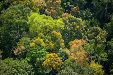 Swamp and Jungle River Amerindian Reserve Kabakaburr Guyana