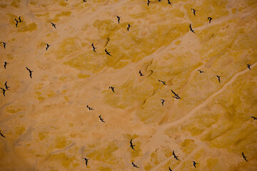 Frigate Birds Take Flight Over Low Tide Mud Flat Guyana.