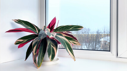 Stromanthe indoor flower with striped red and green leaves on windowsill at winter, snow outside. Home gardening