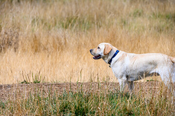 Obraz na płótnie Canvas Labrador retriever standing alert in a dog park, blue dog collar, dry summer day 