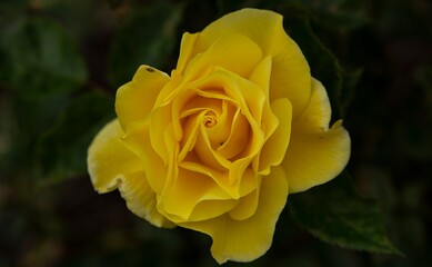 yellow rose in garden