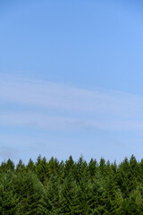 Evergreen trees in a woodland on a sunny day with blue sky, as a nature background

