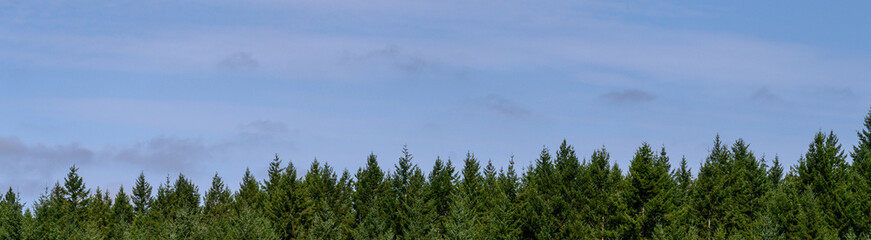 Evergreen trees in a woodland on a sunny day with blue sky, as a nature background

