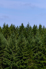 Evergreen trees in a woodland on a sunny day with blue sky, as a nature background
