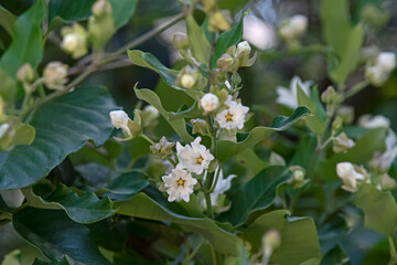 White flower - chayote flower
