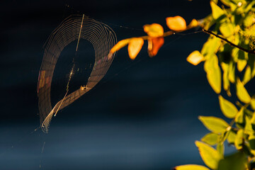 Colorful spider Web