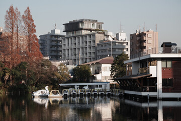 洗足池の水面に景色が映る