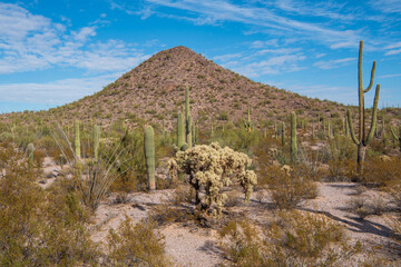 Saguaros along North Puerto Blanco Drive in Organ Pipe Cactus National Monument, Arizona, USA
