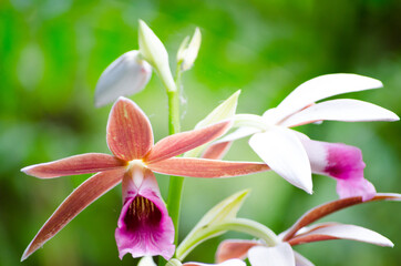 Beautiful pink phaius australis or Lesser swamp orchid flowers at a botanical garden.
