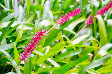 Beautiful lovely pink Aechmea gamosepala flowers at a botanical garden.