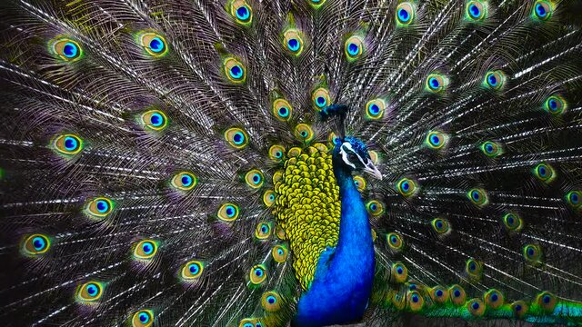 peacock showing beautiful and elegant feathers