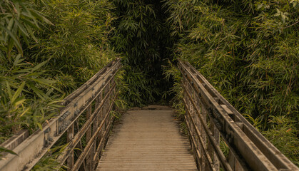 Panoramic scene bridge from bamboo forest in road to hana, Maui, Hawai