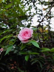 pink rose in garden