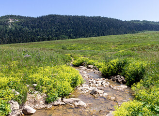 summer morning, walking along the bed of a mountain river that has become shallow by the beginning...