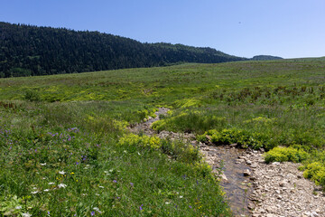summer morning, walking along the bed of a mountain river that has become shallow by the beginning...