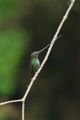 Bird with longest beak. Sword-billed hummingbird, Ensifera ensifera, bird with the longest bill, nature forest habitat, Ecuador.