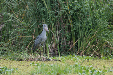 African Balaeniceps (Balaeniceps rex) is a large African bird from the order of the rocks, known especially because of its conspicuously shaped beak.