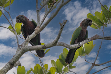 Red-fan parrot (Hawk-headed), also known in Brazil as Anacã (Deroptyus accipitrinus), in a branch tree.