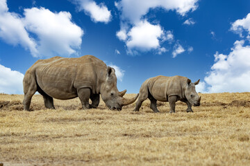 Fototapeta premium White Rhinoceros Ceratotherium simum Square-lipped Rhinoceros at Khama Rhino Sanctuary Kenya Africa.