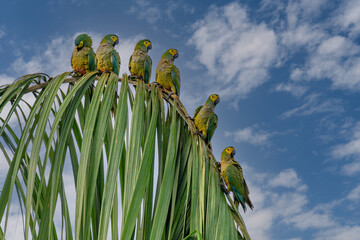 Red-bellied Macaw, Orthopsittaca Manilata, green colored parrot bird with yellow head and red...