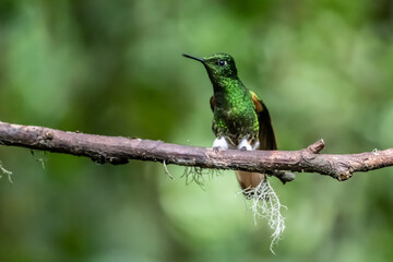 Green and blue hummingbird Sparkling Violetear flying next to beautiful yelow flower. Bird from Ecuador, tropical mountain forest. Wildlife scene from nature. Birdwatching in South America