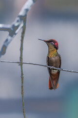 Ruby-topaz hummingbird (Chrysolampis mosquitus) bird in flight. Hummingbird flying with blurred green background. . Wildlife scene from nature. Birdwatching in Trinidad and Tobago.