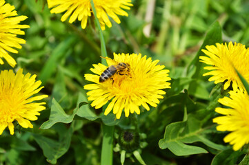 Bee sitting on dandelion flower