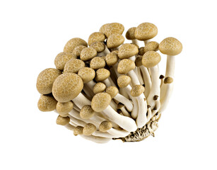 Fototapeta na wymiar shimeji mushrooms brown varieties isolated on white background 