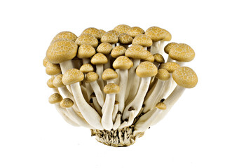 shimeji mushrooms brown varieties isolated on white background 