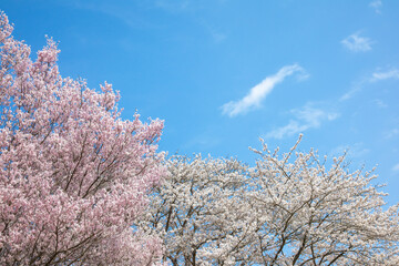 Cherry blossoms in full bloom in spring background image