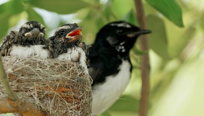 mother willy wagtail with baby birds