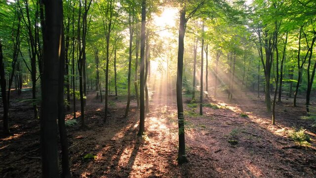 Forest tree sunlight sunshine golden hours walking towards the path deep in the jungle