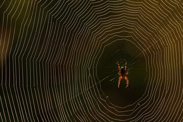 A spider in its web lit by the sun