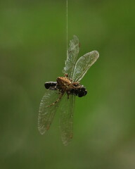 A spider that has caught a dragonfly in its web