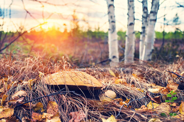 Evening autumn landscape. Mushroom in thicket of grass on the outskirts of the forest
