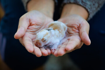 Newborn baby holland lop bunny in woman hands. Woman holding tiny bunny in hand with tenderness and...