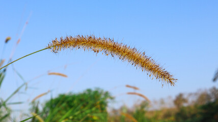 Fototapeta na wymiar Dry Pennisetum pedicellatum flowers on blur background, soft and selective focus